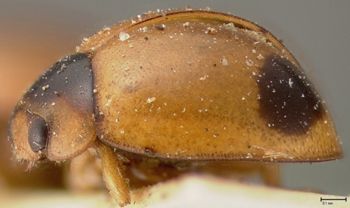 Media type: image;   Entomology 6695 Aspect: habitus lateral view